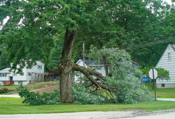 Why Choose Our Tree Removal Services in Muse, PA?